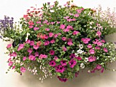 WALL MOUNTED PLANTER,  PETUNIA,  VERBENA,  FUCHSIA