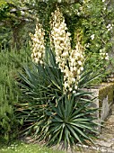 YUCCA FILAMENTOSA