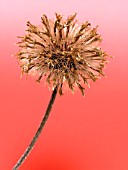 INULA HELENIUM (HORSEHEEL SEEDHEAD)