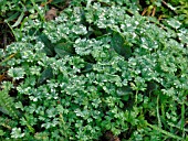 APHANES ARVENSIS (PARSLEY PIERT WEED)