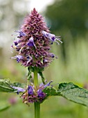 AGASTACHE FOENICULUM