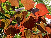 CERCIS CANADENSIS FOREST PANSY