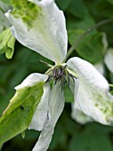 CLEMATIS ALBA LUXURIANS