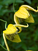 CLEMATIS TANGUTICA