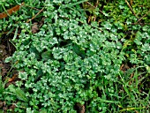 APHANES ARVENSIS (PARSLEY PIERT WEED)