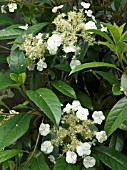 HYDRANGEA SEEMANNII,  EVERGREEN CLIMBER