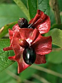 LONICERA INVOLUCRATA