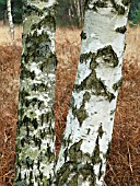 BETULA VERRUCOSA (EUROPEEN WHITE BIRCH)