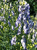 ACONITUM BICOLOR