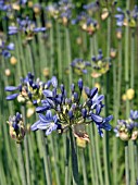 AGAPANTHUS SP,  CUT FLOWER,  HARDY BULB