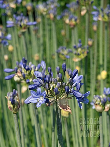 AGAPANTHUS_SP__CUT_FLOWER__HARDY_BULB