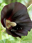 ALCEA ROSEA ALL BLACK