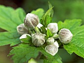 ANEMONE JAPONICA,  JULY BUDS