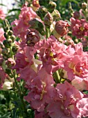ANTIRRHINUM AZALEA FLOWERED,  PINK