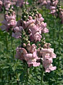 ANTIRRHINUM OPUS LAVENDER