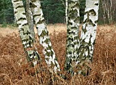 BETULA VERRUCOSA (EUROPEEN WHITE BIRCH)