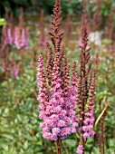 ASTILBE PURPLE LANCE