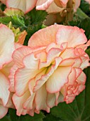 BEGONIA