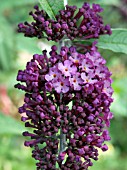 BUDLEJA ROYAL RED
