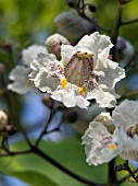 CATALPA BIGNONIOIDES,  INDIAN BEAN,  DECIDUOUS EXOTIC TREE