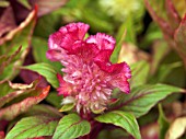 CELOSIA CRISTATA,  CRESTED EVERLASTING