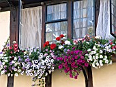 WINDOW BOX SUMMER FLOWERS