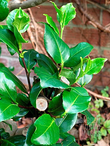 PRUNING_CAMELLIA_ONE_YEAR_GROWTH