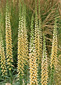 DIGITALIS FERRUGINEA,  RUSTY FOXGLOVE