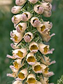 DIGITALIS FERRUGINEA,  RUSTY FOXGLOVE