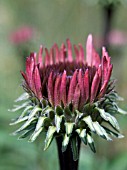 ECHINACEA PURPUREA ELTON KNIGHT