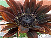 HELIANTHUS ANNUUS VELVET QUEEN