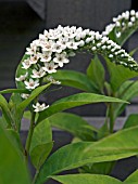 LYSIMACHIA CLETHROIDES