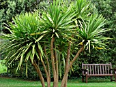 CORDYLINE AUSTRALIS (CABBAGE TREE)