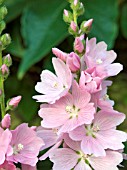 SIDALCEA MALVIFLORA