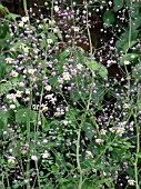 THALICTRUM DELAVAYI