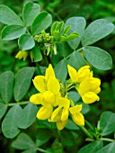 CORONILLA VALENTINA GLAUCA