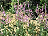 VERONICASTRUM ROSEUM