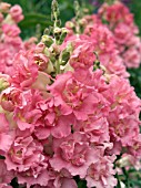 ANTIRRHINUM AZALEA FLOWERED PINK