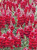 ANTIRRHINUM ORCHID F1