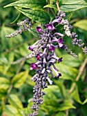 BUDDLEJA JAPONICA