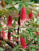 CORREA DUSKY BELLS (AUSTRALIAN FUCHSIA)