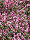 CLARKIA PINK RIBBONS