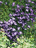 CLEMATIS VENOSA VIOLACEA,  HARDY DECIDUOUS CLIMBER