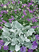 FORMAL BEDDING PLAN,  SENECIO,  HELICHRYSUM & VERBENA