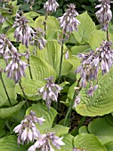 HOSTA SUM & SUBSTANCE