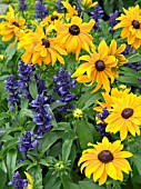 RUDBECKIA MARMALADE & SALVIA VICTORIA,  SUMMER