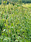 RUNNER BEANS,  BAMBOO A FRAME SUPPORT