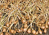 SHALLOT JERINOR,  ON DRYING RACK,  JULY