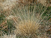 DESCHAMPSIA FLEXUOSA