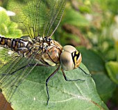 AESHNA CYANEA,  SOUTHERN AESHNA,  DRAGONFLY,  NATIVE